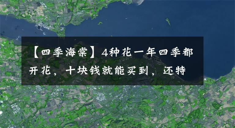 【四季海棠】4种花一年四季都开花，十块钱就能买到，还特好养