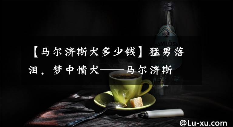 【马尔济斯犬多少钱】猛男落泪，梦中情犬——马尔济斯