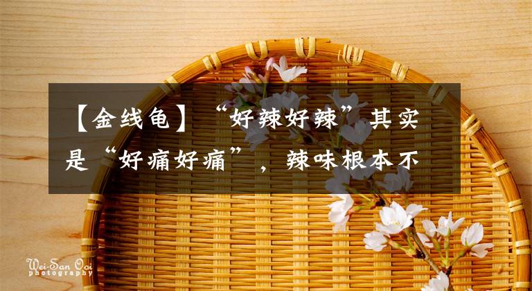 【金线龟】“好辣好辣”其实是“好痛好痛”，辣味根本不存在