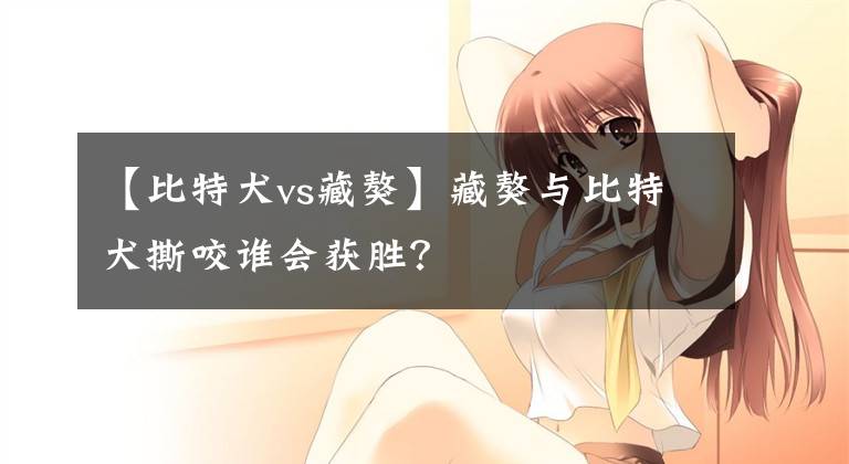 【比特犬vs藏獒】藏獒与比特犬撕咬谁会获胜？