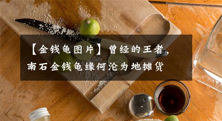 【金钱龟图片】曾经的王者，南石金钱龟缘何沦为地摊货