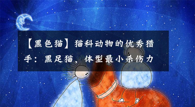 【黑色猫】猫科动物的优秀猎手：黑足猫，体型最小杀伤力最大