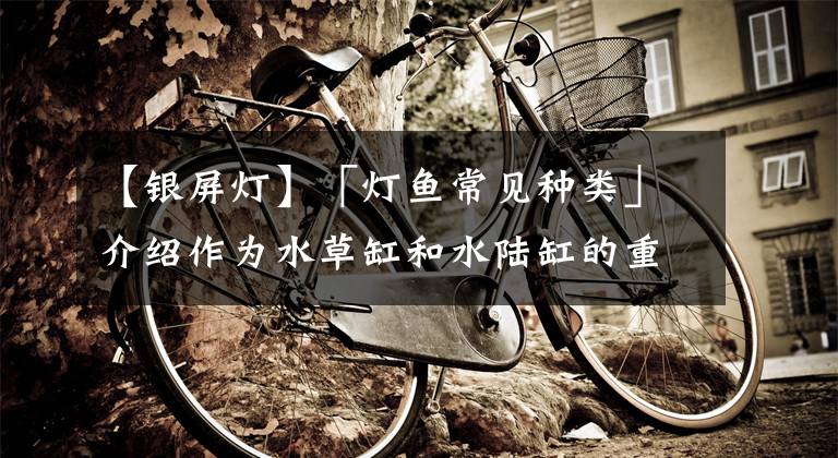 【银屏灯】「灯鱼常见种类」介绍作为水草缸和水陆缸的重要主角