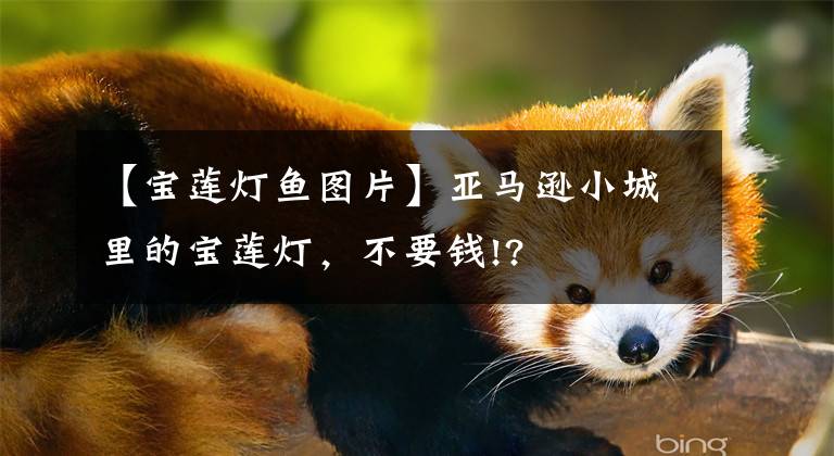 【宝莲灯鱼图片】亚马逊小城里的宝莲灯，不要钱!?