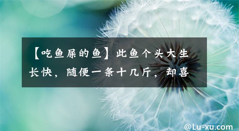 【吃鱼屎的鱼】此鱼个头大生长快，随便一条十几斤，却喜食粪便，如今沦为低档鱼