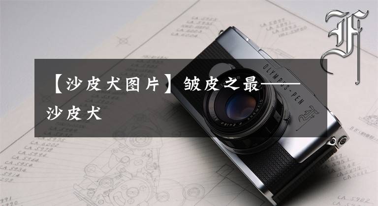 【沙皮犬图片】皱皮之最——沙皮犬
