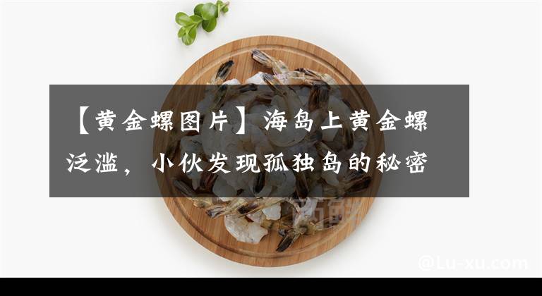 【黄金螺图片】海岛上黄金螺泛滥，小伙发现孤独岛的秘密，青铜与王者谁才是赢家