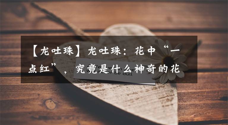 【龙吐珠】龙吐珠：花中“一点红”，究竟是什么神奇的花？