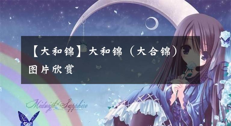 【大和锦】大和锦（大合锦）图片欣赏