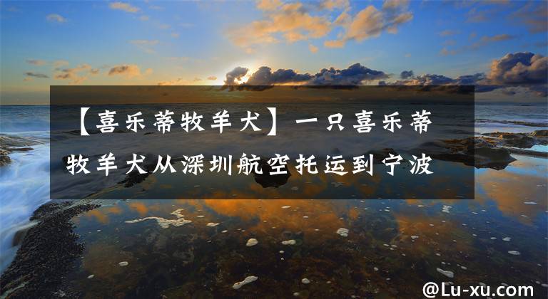【喜乐蒂牧羊犬】一只喜乐蒂牧羊犬从深圳航空托运到宁波的案例分享