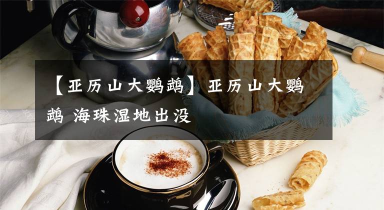 【亚历山大鹦鹉】亚历山大鹦鹉 海珠湿地出没