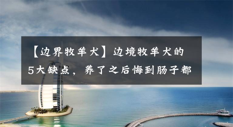 【边界牧羊犬】边境牧羊犬的5大缺点，养了之后悔到肠子都青了！