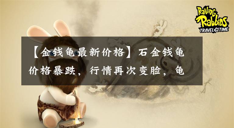【金钱龟最新价格】石金钱龟价格暴跌，行情再次变脸，龟市会跌成“满地龟壳”吗？