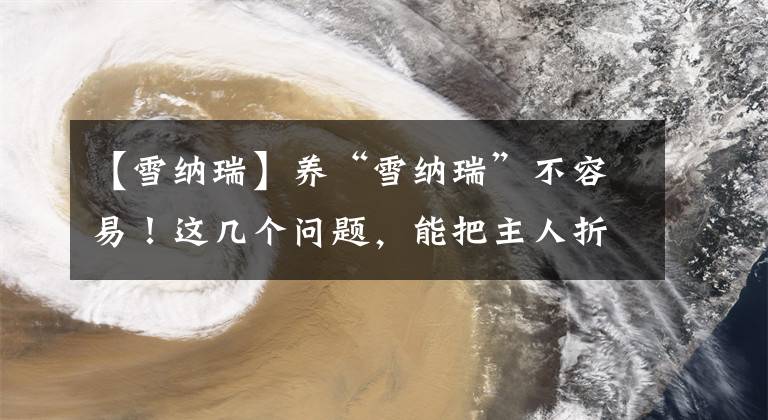 【雪纳瑞】养“雪纳瑞”不容易！这几个问题，能把主人折腾得不想再养狗