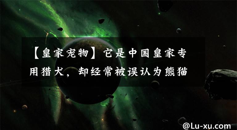 【皇家宠物】它是中国皇家专用猎犬，却经常被误认为熊猫