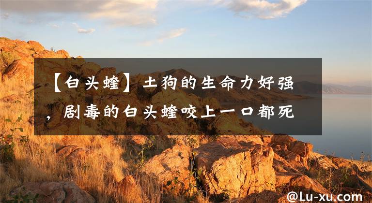 【白头蝰】土狗的生命力好强，剧毒的白头蝰咬上一口都死不了