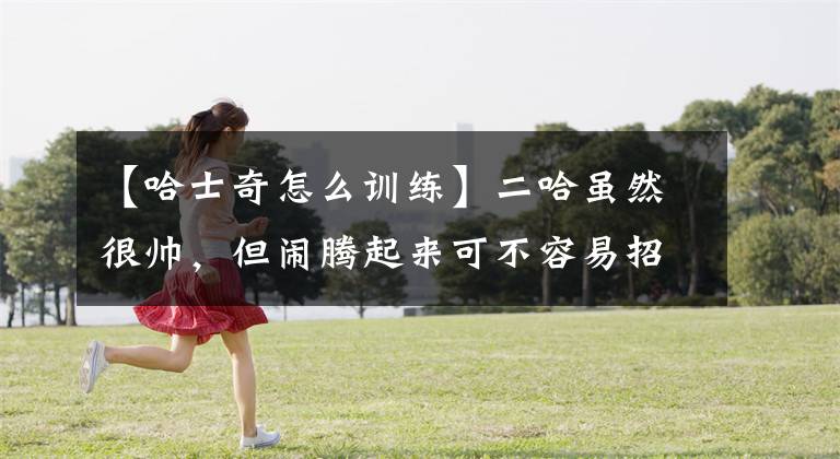【哈士奇怎么训练】二哈虽然很帅，但闹腾起来可不容易招架，调皮狗子该如何调教？