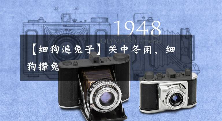 【细狗追兔子】关中冬闲，细狗撵兔