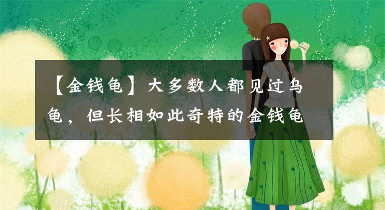 【金钱龟】大多数人都见过乌龟，但长相如此奇特的金钱龟你见过吗？