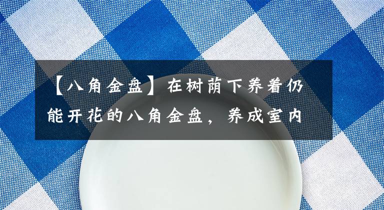 【八角金盘】在树荫下养着仍能开花的八角金盘，养成室内观叶绿植是不错的选择