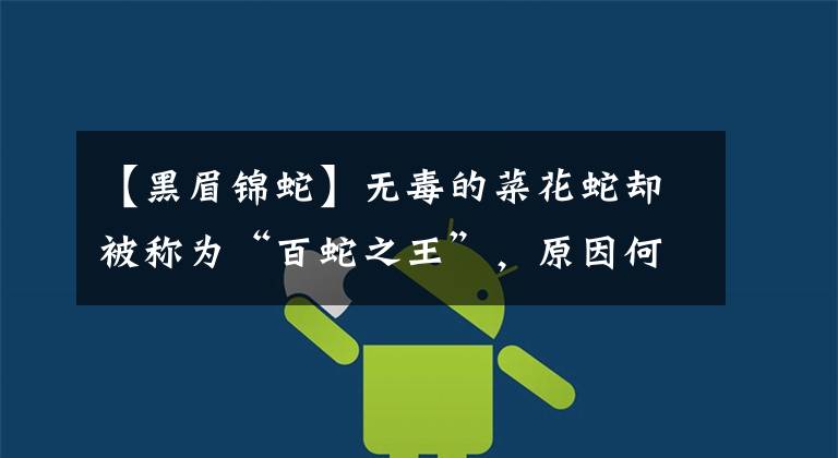 【黑眉锦蛇】无毒的菜花蛇却被称为“百蛇之王”，原因何在？有毒的蛇还怕它