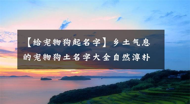 【给宠物狗起名字】乡土气息的宠物狗土名字大全自然淳朴-可爱点