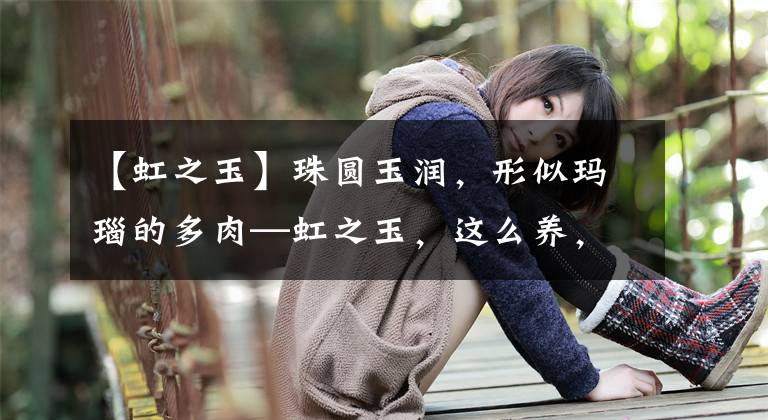 【虹之玉】珠圆玉润，形似玛瑙的多肉—虹之玉，这么养，色泽鲜艳，圆润似珠
