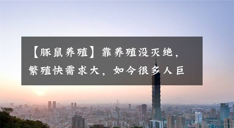 【豚鼠养殖】靠养殖没灭绝，繁殖快需求大，如今很多人巨亏，农民：看颜值