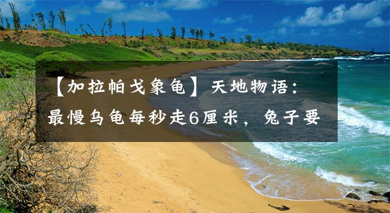 【加拉帕戈象龟】天地物语：最慢乌龟每秒走6厘米，兔子要是跟它比绝对赢了！