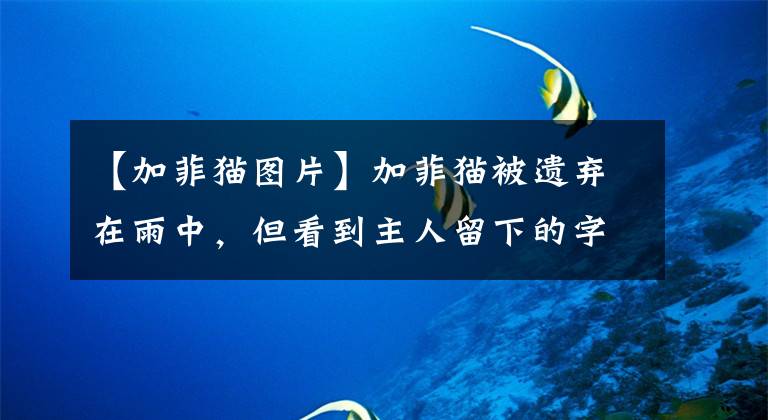 【加菲猫图片】加菲猫被遗弃在雨中，但看到主人留下的字条后，我释然了
