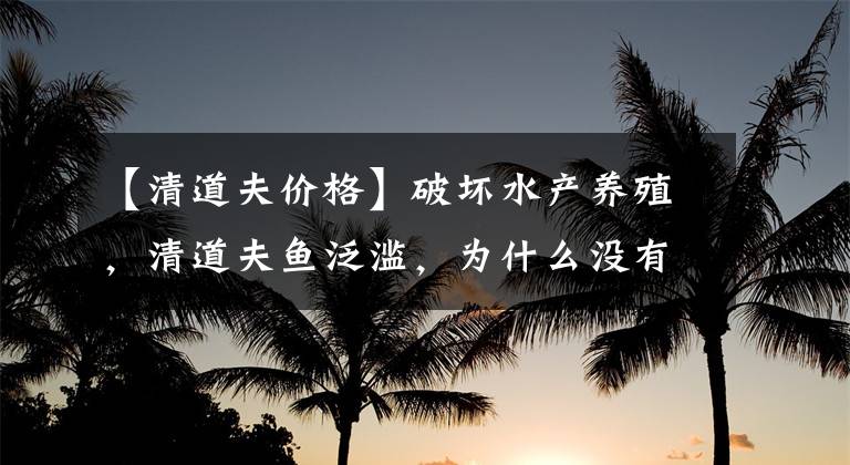 【清道夫价格】破坏水产养殖，清道夫鱼泛滥，为什么没有人抓来做菜吃？