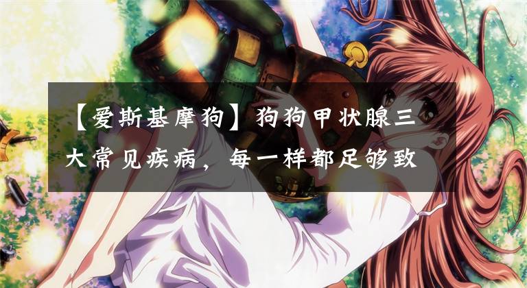 【爱斯基摩狗】狗狗甲状腺三大常见疾病，每一样都足够致命，且难以预防