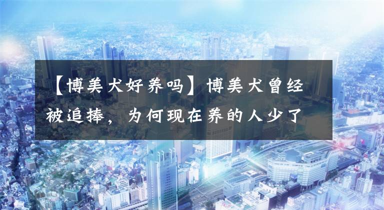 【博美犬好养吗】博美犬曾经被追捧，为何现在养的人少了？