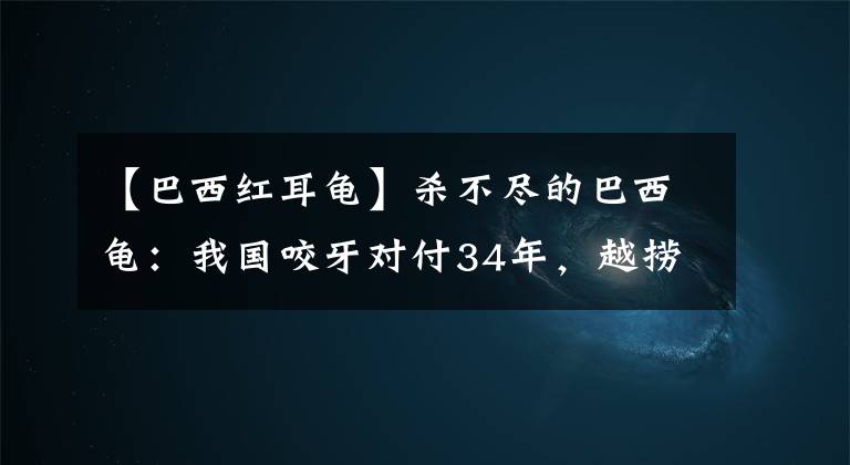 【巴西红耳龟】杀不尽的巴西龟：我国咬牙对付34年，越捞越多还抓不到放生者？