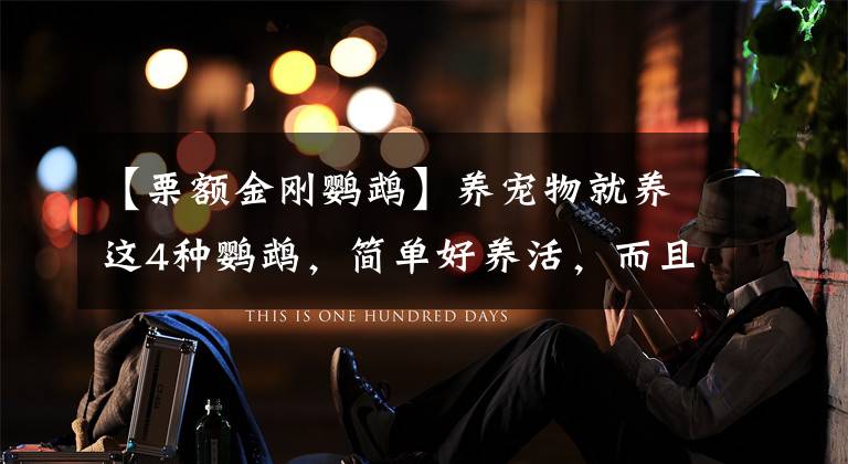 【栗额金刚鹦鹉】养宠物就养这4种鹦鹉，简单好养活，而且寿命都非常的长