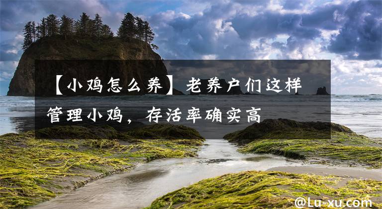 【小鸡怎么养】老养户们这样管理小鸡，存活率确实高