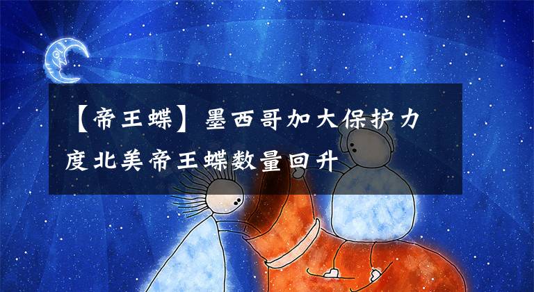 【帝王蝶】墨西哥加大保护力度北美帝王蝶数量回升