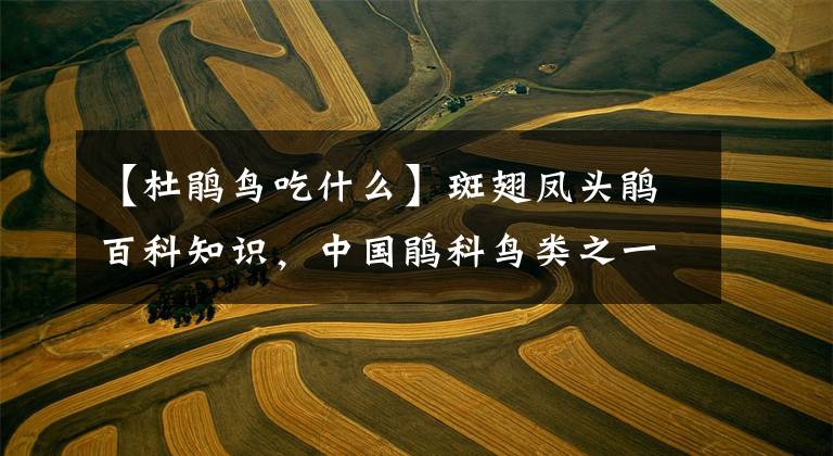 【杜鹃鸟吃什么】斑翅凤头鹃百科知识，中国鹃科鸟类之一