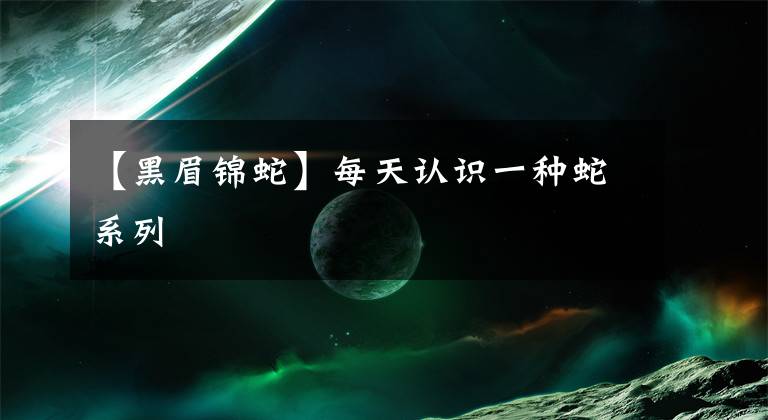 【黑眉锦蛇】每天认识一种蛇系列