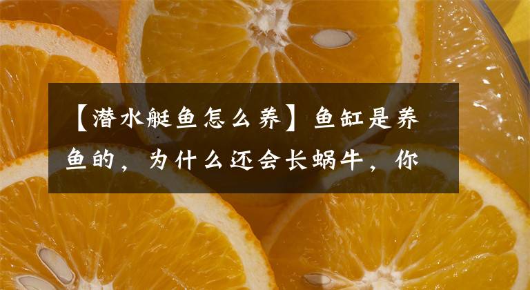 【潜水艇鱼怎么养】鱼缸是养鱼的，为什么还会长蜗牛，你知道这些蜗牛怎么来的么？