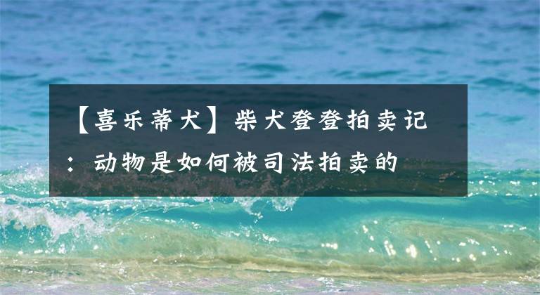 【喜乐蒂犬】柴犬登登拍卖记：动物是如何被司法拍卖的