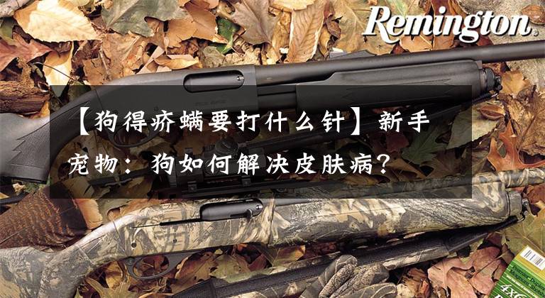 【狗得疥螨要打什么针】新手宠物：狗如何解决皮肤病？