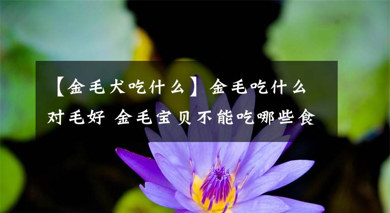 【金毛犬吃什么】金毛吃什么对毛好 金毛宝贝不能吃哪些食物