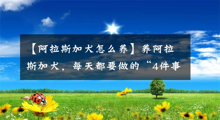 【阿拉斯加犬怎么养】养阿拉斯加犬，每天都要做的“4件事”，少做一件都不行！