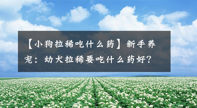 【小狗拉稀吃什么药】新手养宠：幼犬拉稀要吃什么药好？还需要采取什么措施解决？