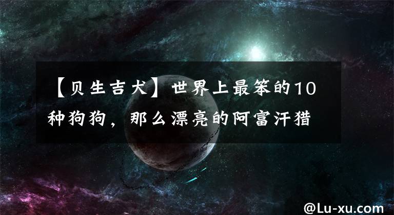 【贝生吉犬】世界上最笨的10种狗狗，那么漂亮的阿富汗猎犬竟然排名第一！