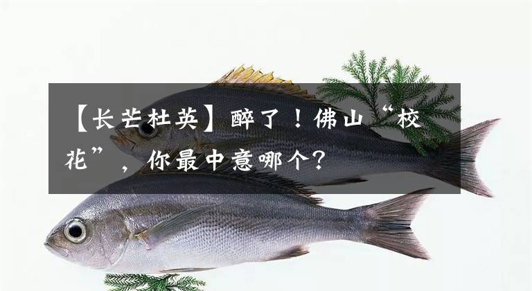 【长芒杜英】醉了！佛山“校花”，你最中意哪个？