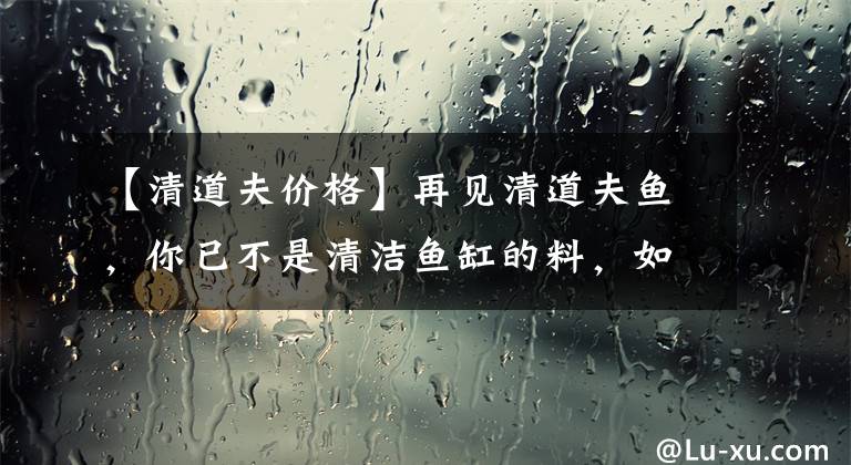 【清道夫价格】再见清道夫鱼，你已不是清洁鱼缸的料，如今清洁鱼缸有它们更好