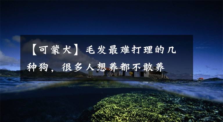 【可蒙犬】毛发最难打理的几种狗，很多人想养都不敢养