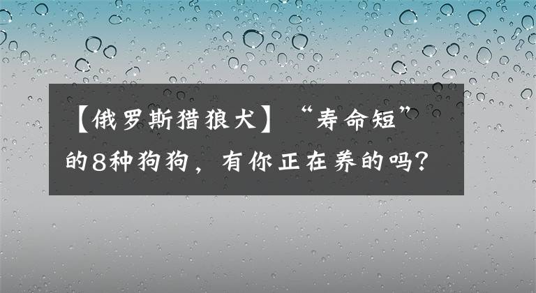 【俄罗斯猎狼犬】“寿命短”的8种狗狗，有你正在养的吗？